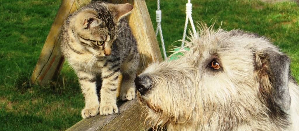 Irish Wolfhound Izzy mit der Nachbarkatze